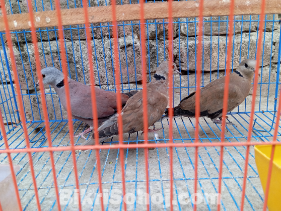 রাজ ঘুঘু সেল হবে